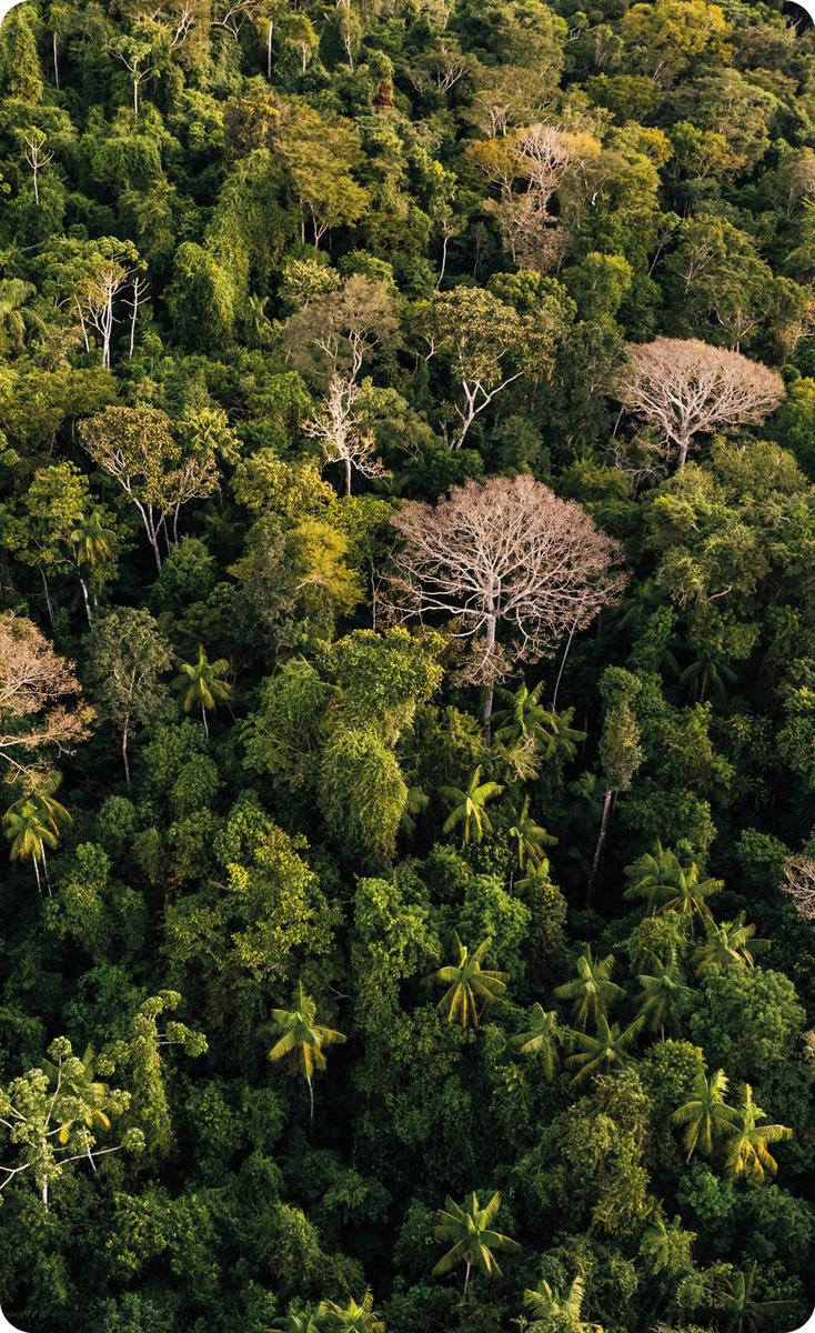 Amazonas-regnskogen sett ovenfra. Norge er en sentral partner for Brasil i arbeidet med å bevare verdens største regnskog, Amazonas.