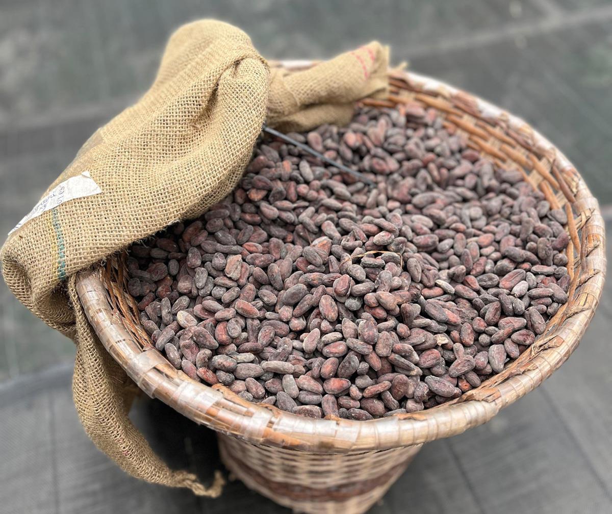 En stor kurv full av kakaobønner. Kaffe og kakao har i lang tid vært viktige produkter i handelen mellom Brasil og Norge.