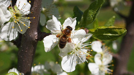 Honningbie på jakt etter nektar i ein fruktblome. Honningbie på jakt etter nektar i ein fruktblome.