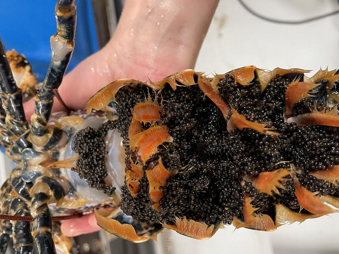 Lobster from seawater heated at the data centre