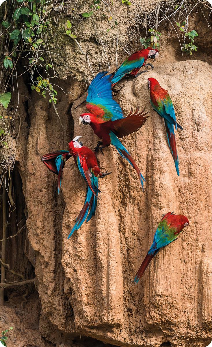 Cinco papagaios ativos na floresta amazônica. A conservação da biodiversidade também faz uma parte importante da cooperação entre a Noruega e o Brasil nas áreas de clima e meio ambiente.