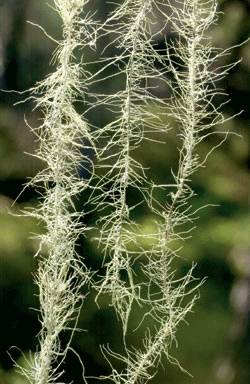 Figur 11.2 Huldrestry 
(Usnea longissima)
 , rødlistet
 art i gammel skog. Det sentrale siktemålet med lovforslaget
 er å bidra til bevaring av naturen. Slik Grunnloven sier
 det, er det en rett for den enkelte borger i Norge at vi har ”en
 natur hvis man...
