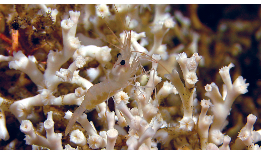 Figure 6.1 Camouflage