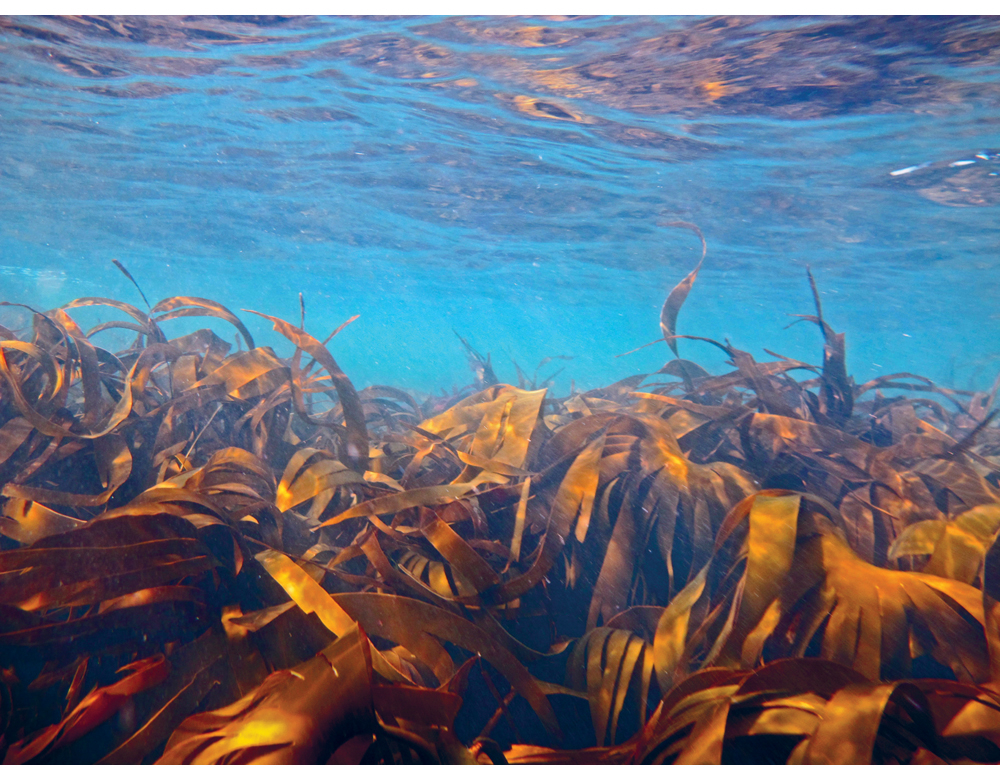 Figure 6.5 Cuvie is one of the most common kelp species in Norway.