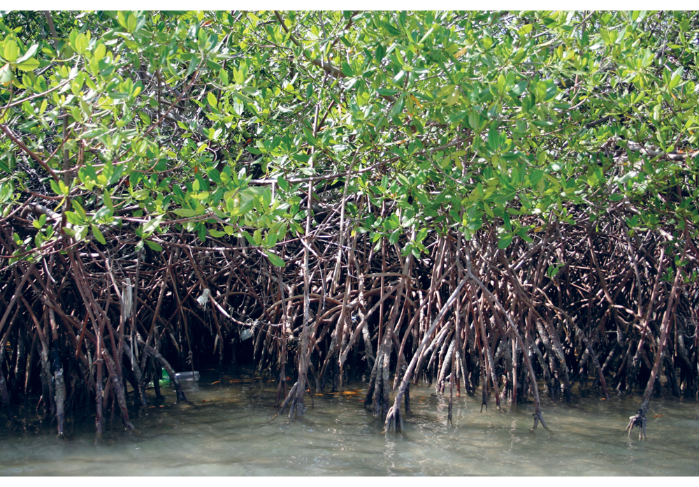 Figure 7.1 The UN Environment Programme promotes the management of natural resources along the coast of Haiti. Rehabilitation of mangrove forests is one of many focus areas.