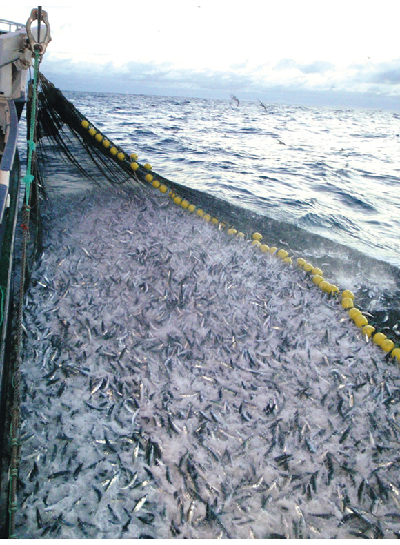 Figur 5.2 Fangstene som hvert år landes av den norske fiskeflåten representerer store verdier.