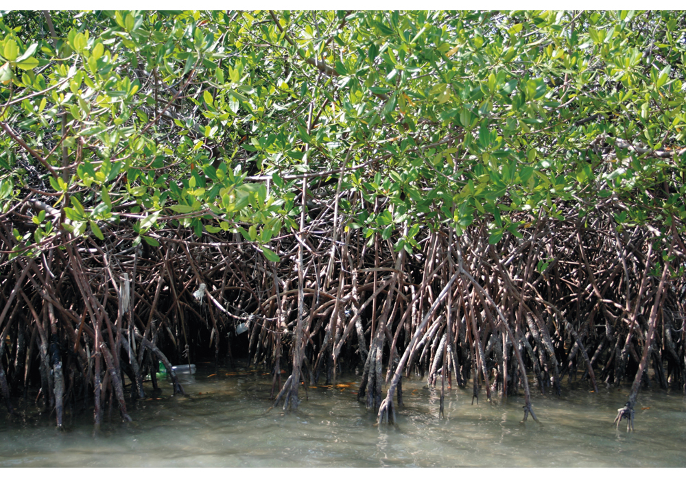 Figur 7.1 FNs miljøprogram arbeider for naturressursforvaltning langs kysten av Haiti. Rehabilitering av mangroveskog er et av mange innsatsområder.