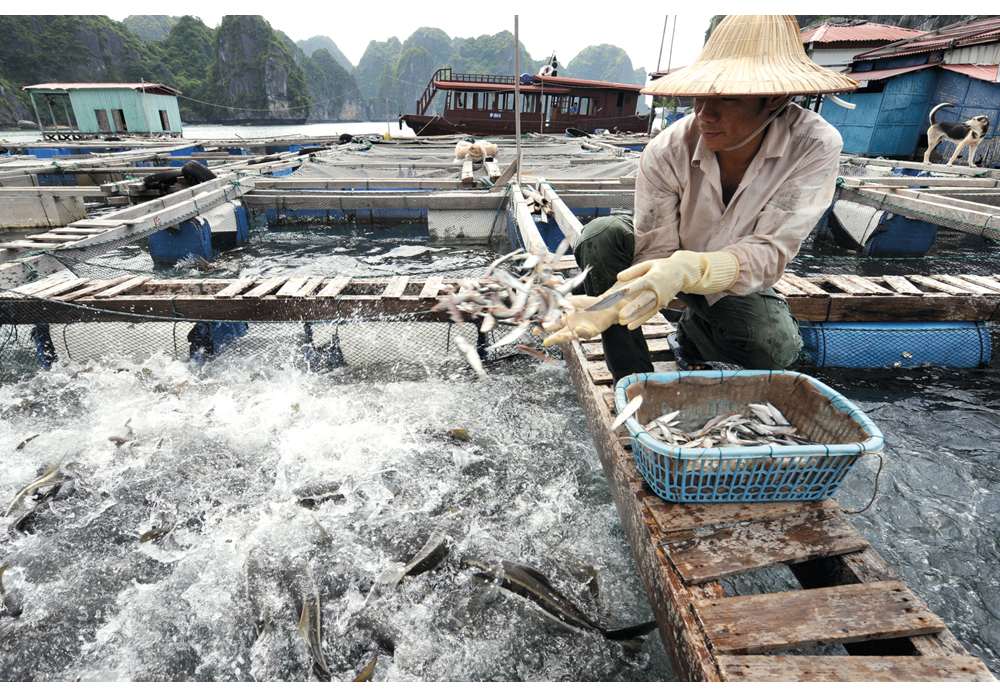 Figur 7.5 Fiskeoppdrett i Halong Bay,Vietnam.
