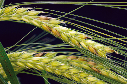 Figur 9.2 Fusarium graminearum. Sopp som angriper korn er farlig fordi
den produserer soppgift. Den har i de siste årene blitt
mer vanlig og gir økende problemer i korndyrkingen.