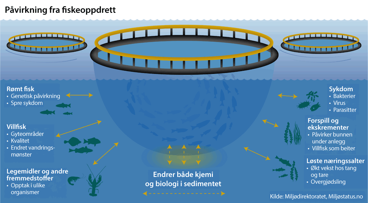 Figur 3.7 Påvirkning fra fiskeoppdrett i åpne merder i sjø.
