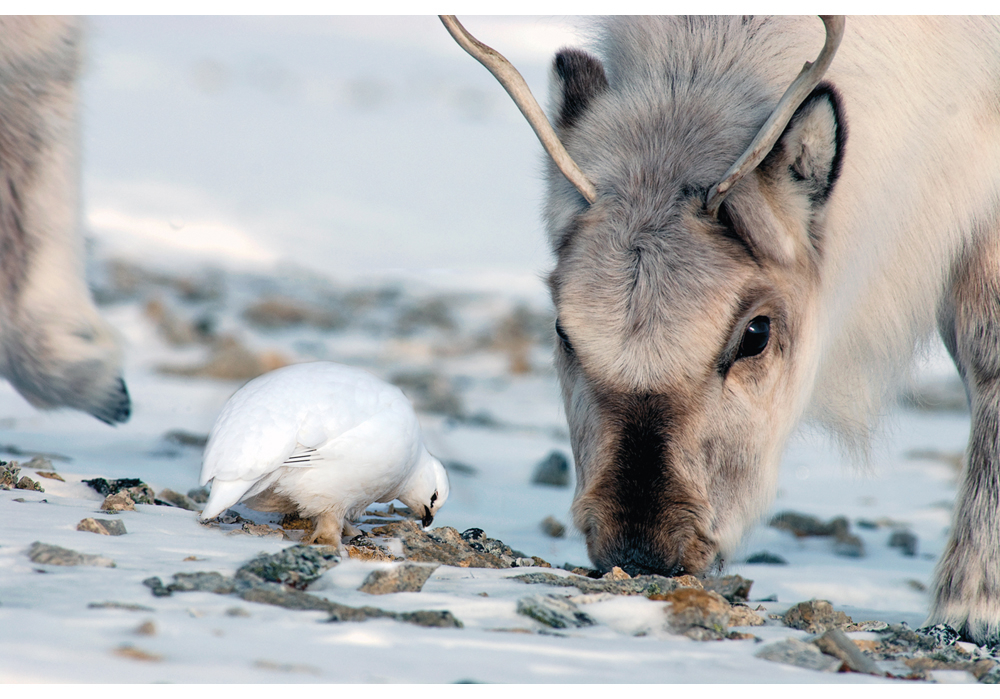 Figure 7.1 Svalbard reindeer and Svalbard rock ptarmigan grazing together.