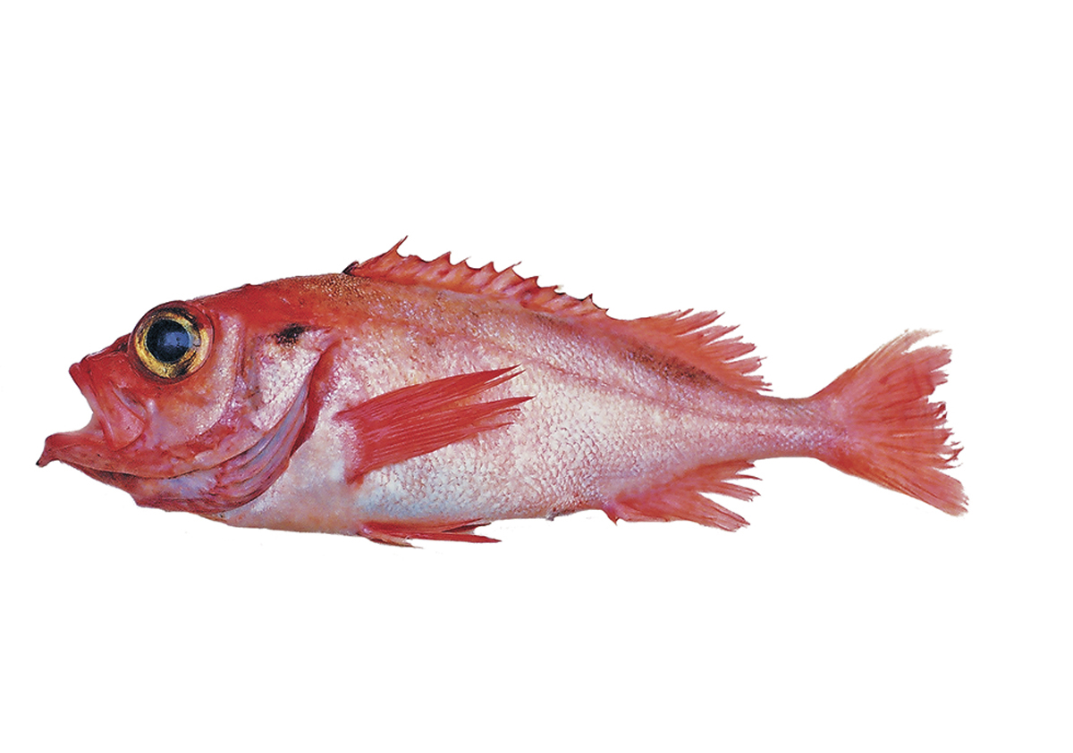 Figur 4.17 Snabeluer