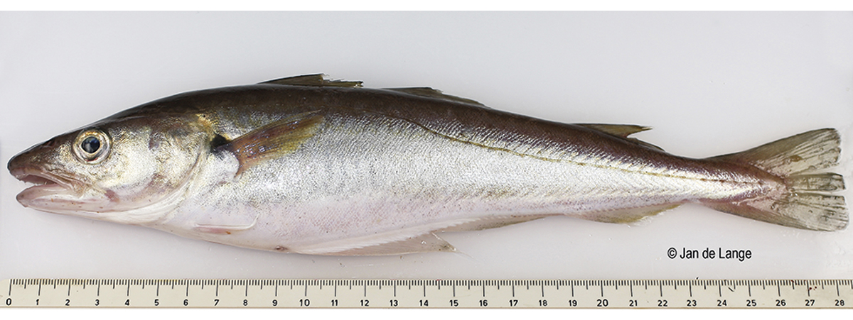 Figur 4.51 Kviting