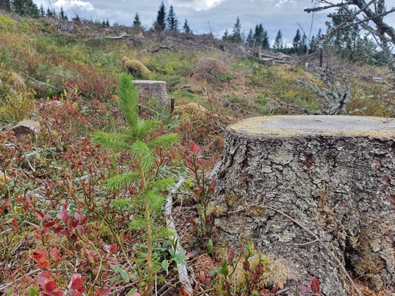 trestubbe i naturen