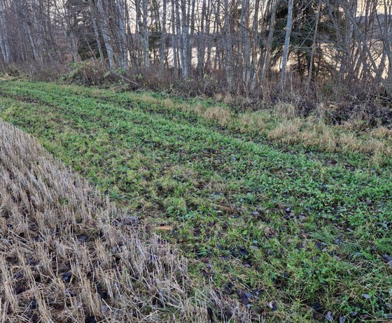 Buffersone mot vann med naturlig kantvegetasjon og grasdekt kantsone.