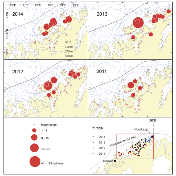 Figur 4.2 Havforskningsinstituttets registreringer av kongekrabbe på faste stasjoner vest for det kvoteregulerte området i Finnmark i 2011–2014