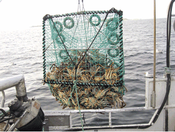 Figur 5.1 Kongekrabbe fisket i teine