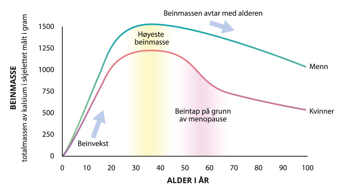 Figur 11.2 Beinmassen avtar med alderen raskere for kvinner enn menn. Basert på Anatomy & Physiology (814).
