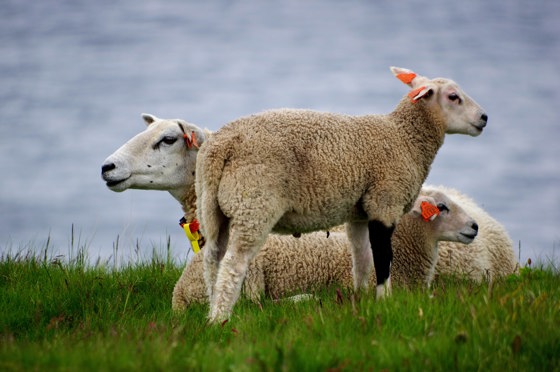Sau beiter på Ekkerøy i Vadsø