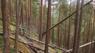 Gammel tørr kalkfuruskog med mye død ved. Fra Andershøe og Jukulbergje naturreservat i Vågå og Sel kommuner i Innlandet
