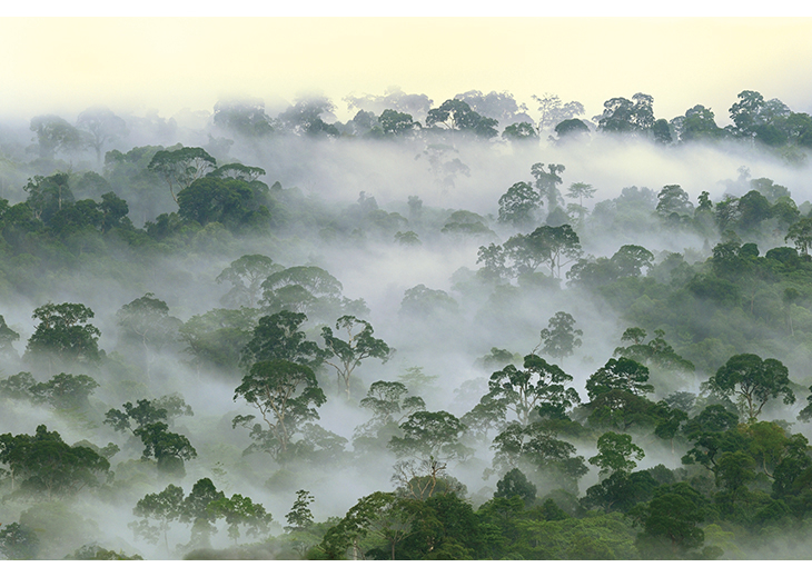 Figure 4.2 Tropical rainforests contain a large proportion of the world’s terrestrial biodiversity. Rainforests also play a vital part in regulating climate and moderating climate change. Norway is contributing to rainforest conservation through its Internation...