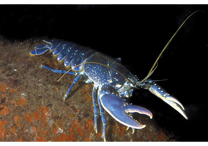 Figure 5.5 The Norwegian stock of European lobster is no longer considered to be threatened. One of the conservation measures the authorities have introduced is the closure of certain areas to lobster trapping.