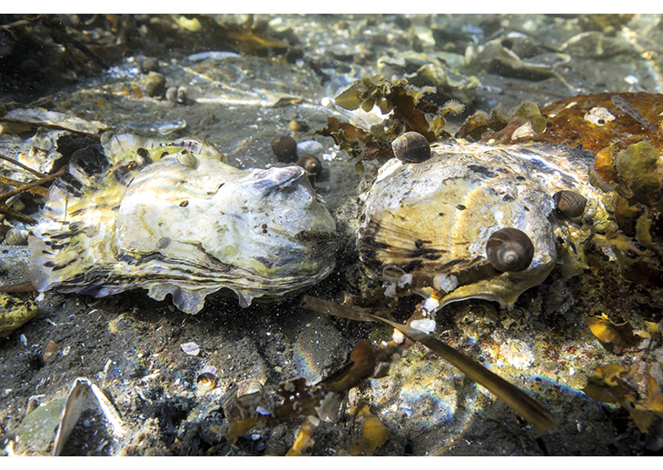 Figure 5.6 The Pacific oyster is an alien species in Norway, and there is a high risk that it will have negative impacts on Norwegian coastal ecosystems. The Government will give priority to efforts to contain and control the species.