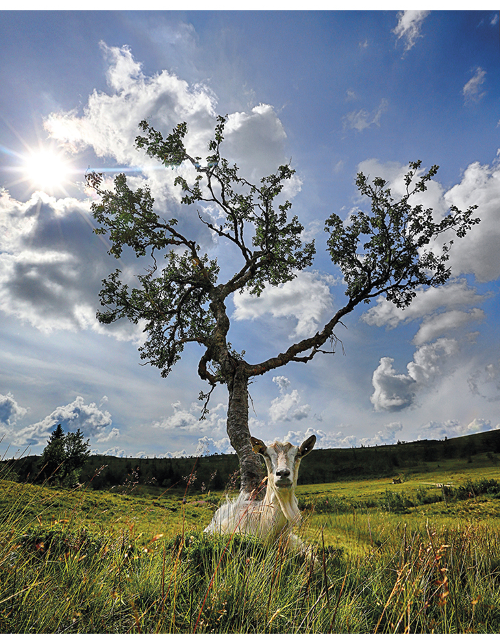Figure 5.7 Active and targeted management is needed to maintain biodiversity in cultural landscapes. The effects of grazing vary between species and breeds of livestock because of differences in their feeding preferences. Sheep and goats keep down shrubs, benef...