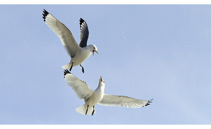 Figure 5.8 Kittiwakes.