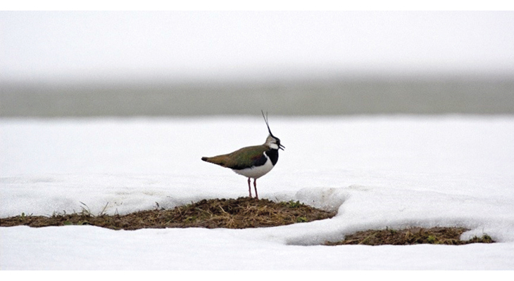 Figure 6.1 The lapwing is now red-listed as endangered in Norway, after a substantial population decline in recent years. The main reason for the decline is changes in agricultural practices.