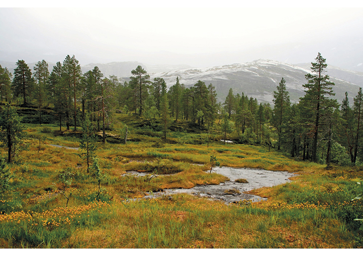 Figure 7.1 Bog asphodel in flower in Rago national park in Nordland. Norway has safeguarded a representative selection of its dramatic mountain scenery by implementing the national park plan.