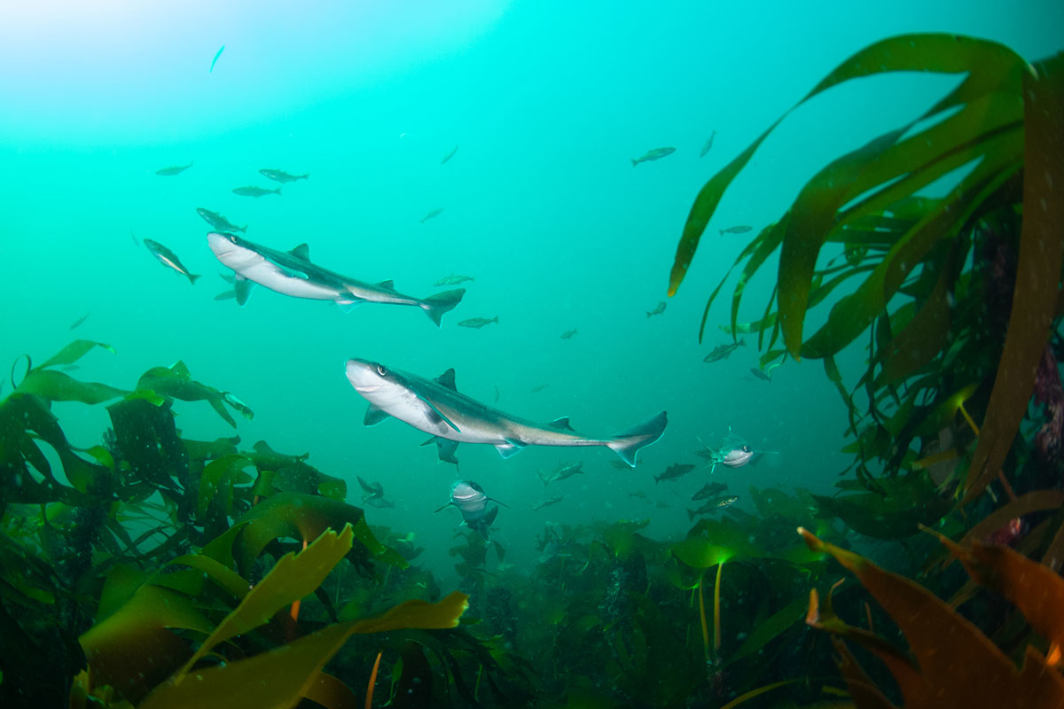 Figure 4.11 Spiny dogfish in the Jærkysten marine protected area.