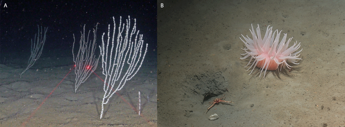 Figure 4.12 Deep-water fauna in the Norwegian Trench. Left: bamboo coral (the red laser dots are 10 cm apart). Right: deeplet sea anemone (Bolocera tuediae).