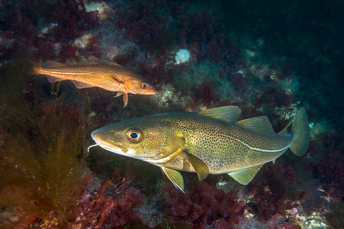 Figure 4.14 Cod in the Skagerrak.