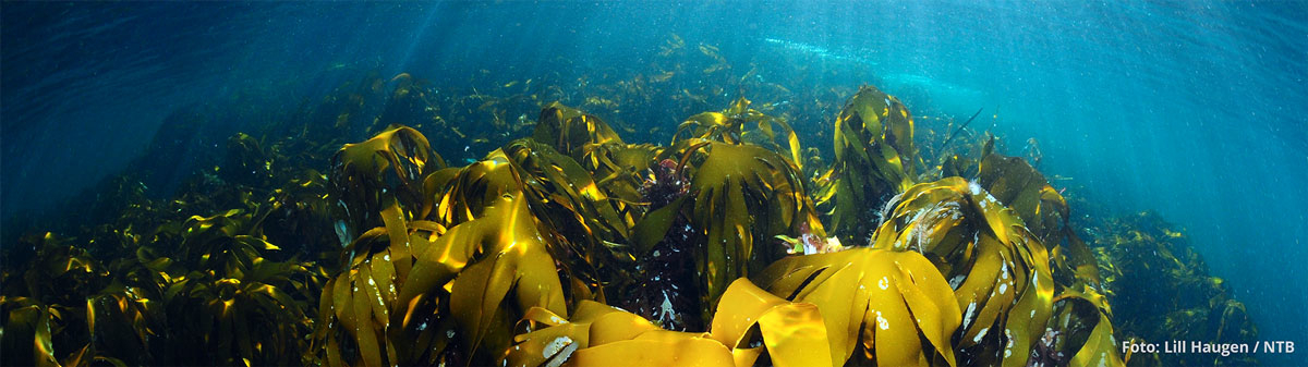 Figure 4.16 Blue forest. A kelp forest off the island of Runde.