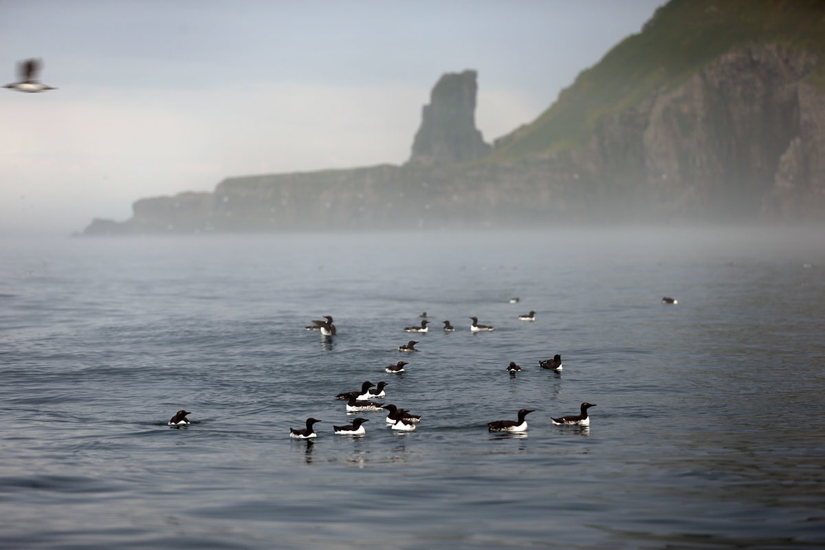 Figure 4.2 Common and Brunnich's guillemots on the sea near Bjørnøya.