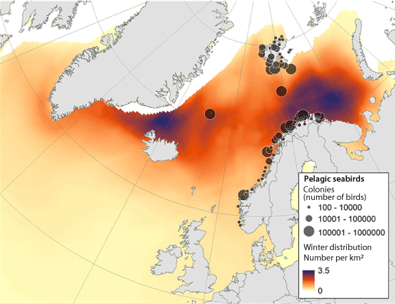 Figure 4.21 Colonies and winter distribution (November-January) of the six most abundant pelagic seabirds that breed in Norway (fulmar, kittiwake, common guillemot, Brünnich's guillemot, puffin and little auk).