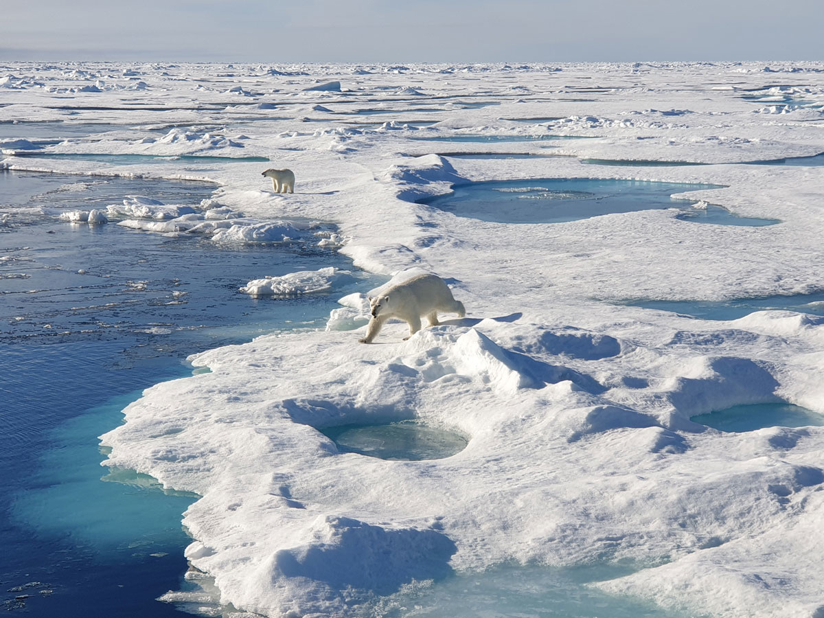 Figure 4.4 Polar bears in the marginal ice zone north of Svalbard in August 2023.