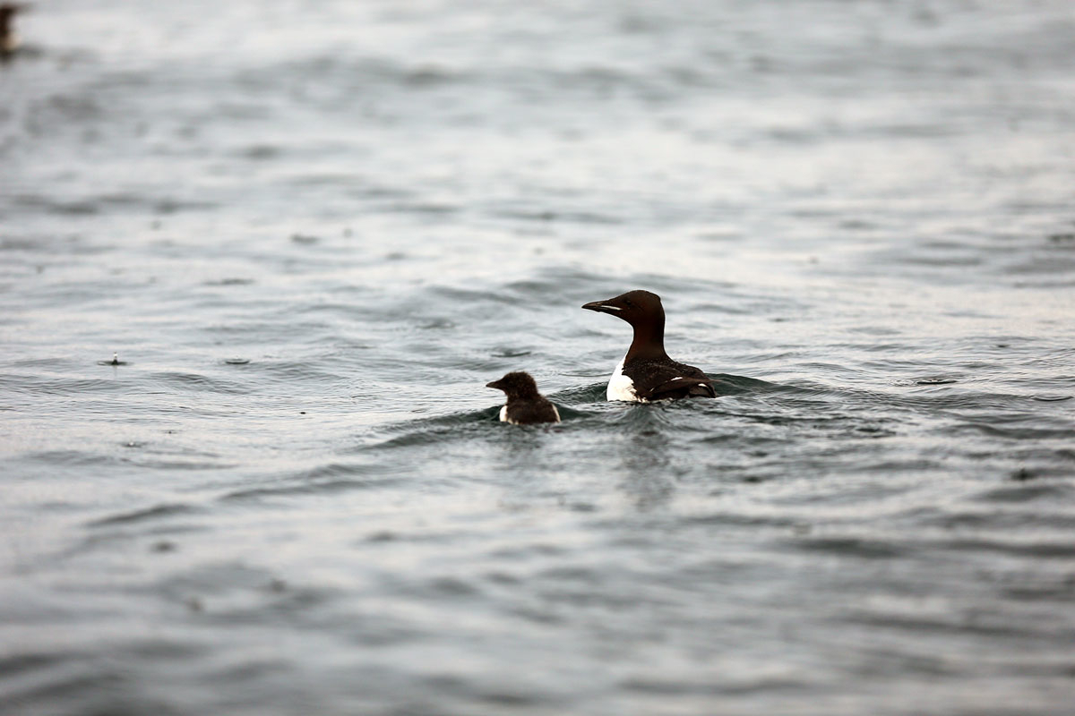 Figure 4.5 Brünnich's guillemot with a chick on swimming migration.