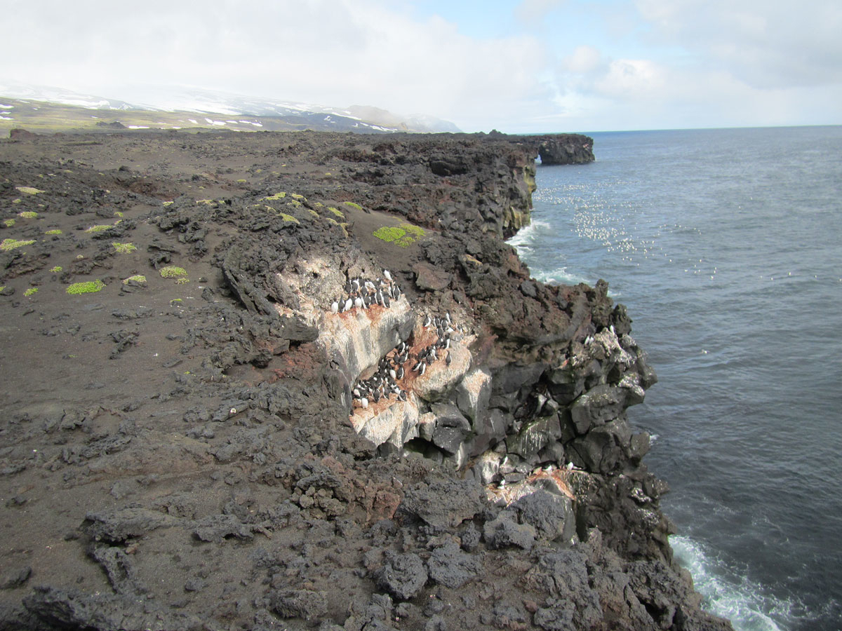 Figure 4.7 Skrinnodden/Splittodden, geologically one of the youngest areas of Jan Mayen. Five of the six species of auks found on the island breed here.