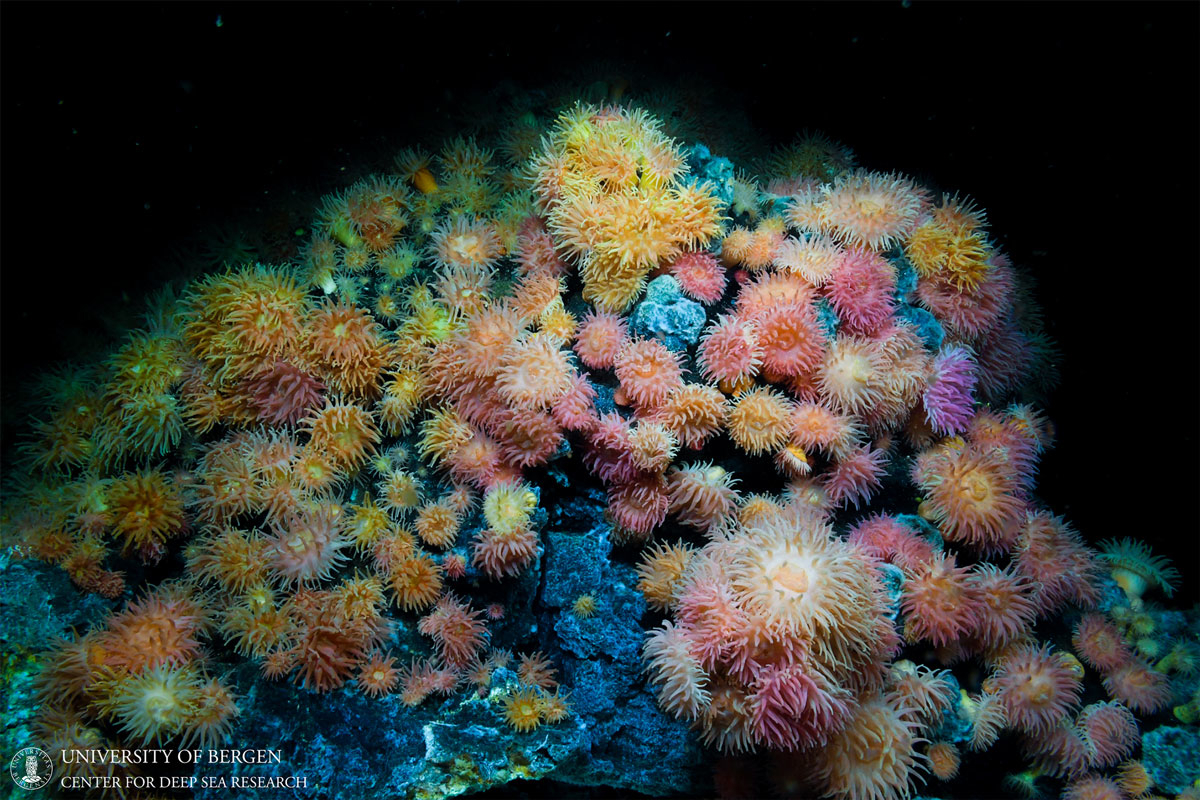 Figure 4.8 Sea anemones growing at a depth of about 500 m near the Jan Mayen hydrothermal vent fields on the Mid-Atlantic Ridge.