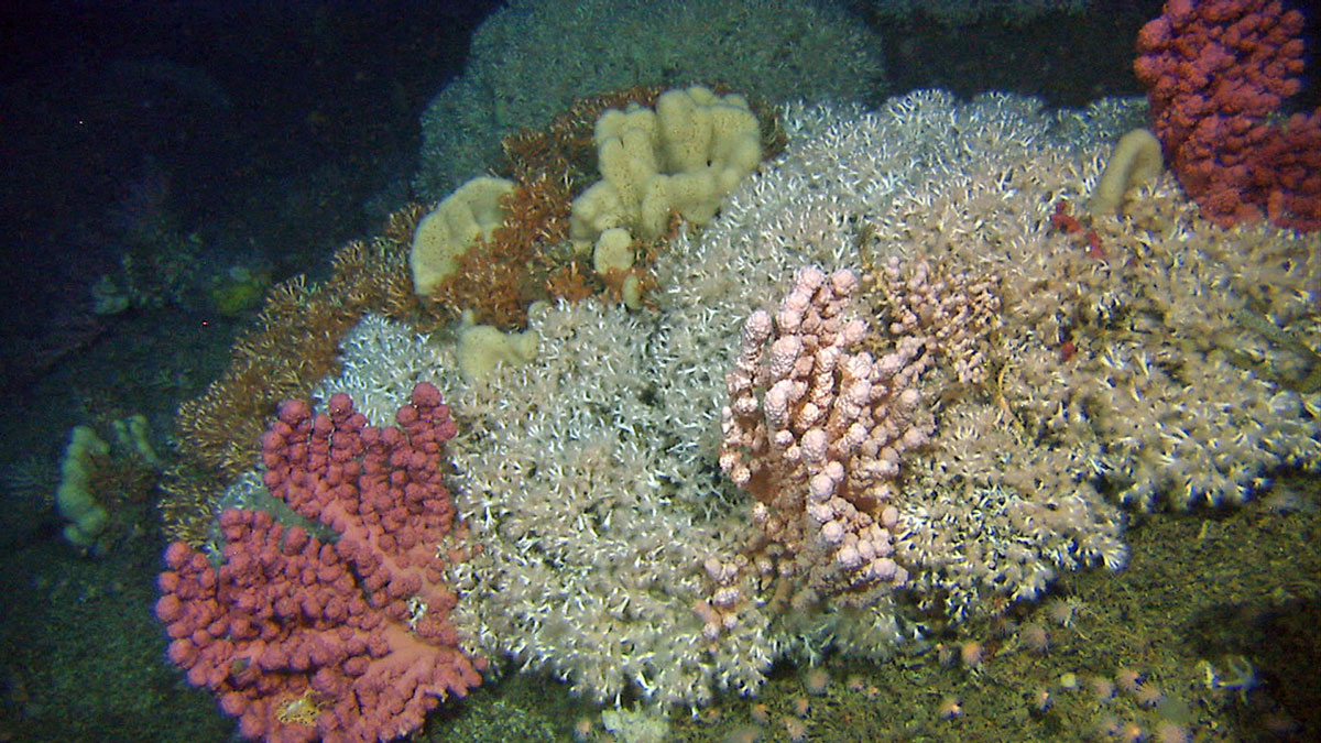 Figure 4.9 Coral reef in Stjernsund at a depth of about 250 m.