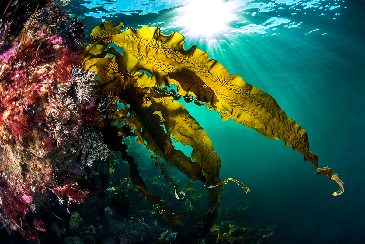 Figure 8.3 Sugar kelp. The UN Ocean Decade is promoting knowledge-based ocean management, and its vision is 'the science we need for the ocean we want'.