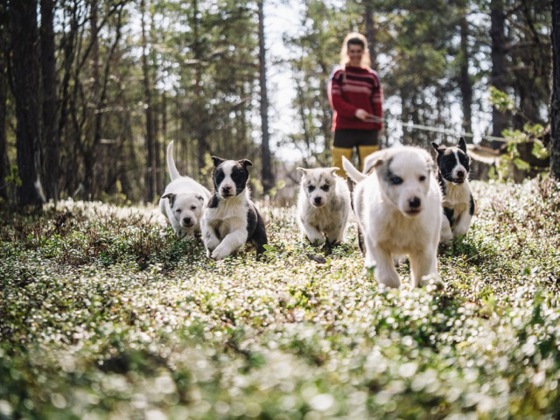 Hos Trasti & Trine kan du dra på vandretur med valpene. Hos Trasti & Trine kan du dra på vandretur med valpene.
