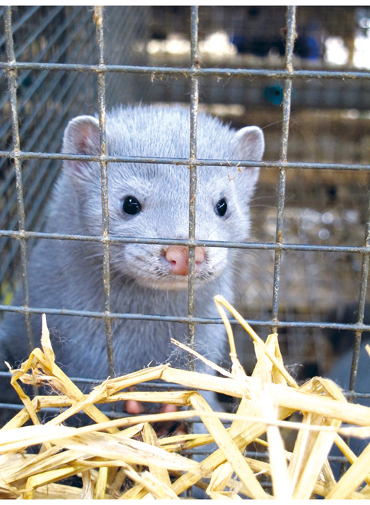 Figur 8.1 Mink i bur