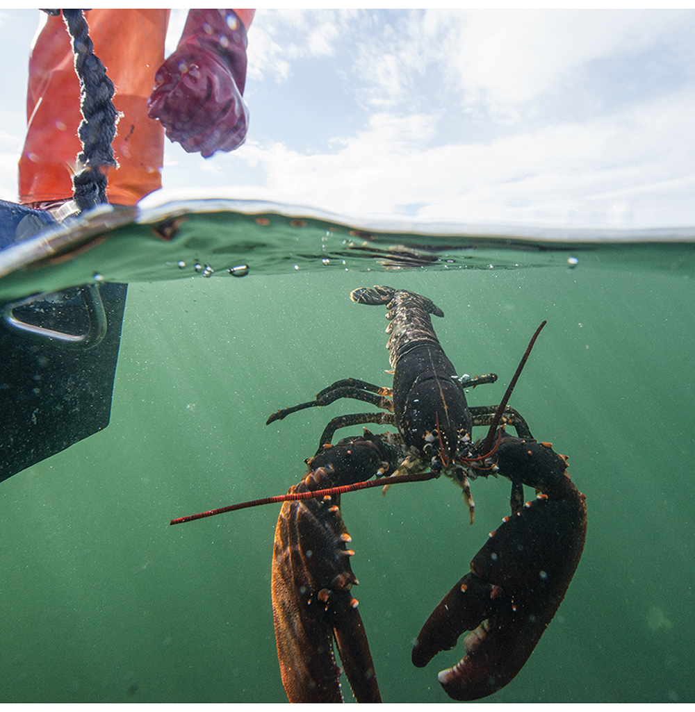 Figure 2.22 Releasing a lobster as part of an experimental fishery.
