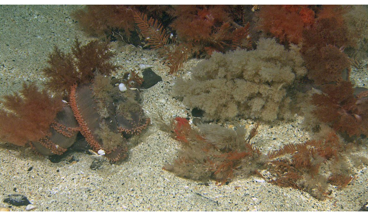 Figure 2.4 Orange-footed sea cucumber (Cucumaria frondosa), Spitsbergen Bank.