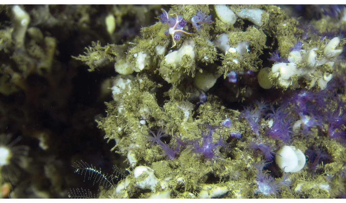 Figur 3.2 Hornkorall Anthelia borealis på Lophelia-korallrev, 300 meter havdjup på Aktivneset på Eggakanten.