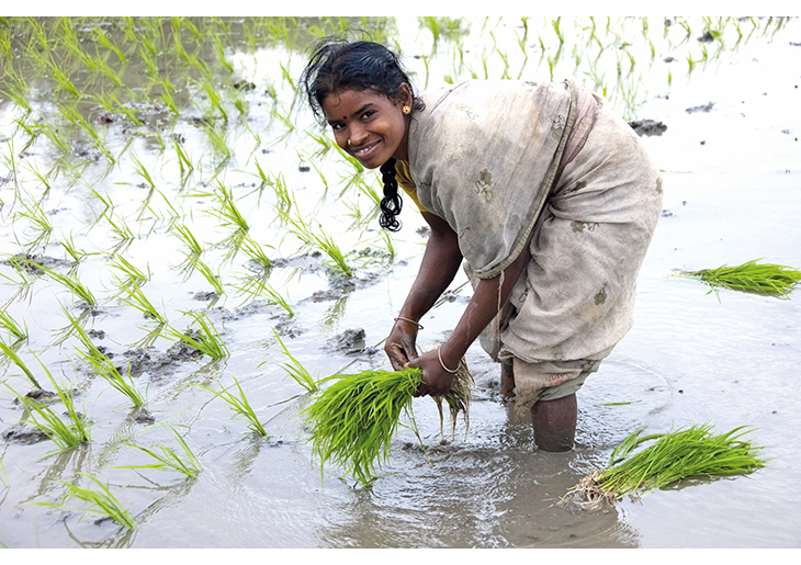Figur 4.14 India. Bioforsk har bidratt til bedre metoder for risdyrking, og dermed bedre levekår.