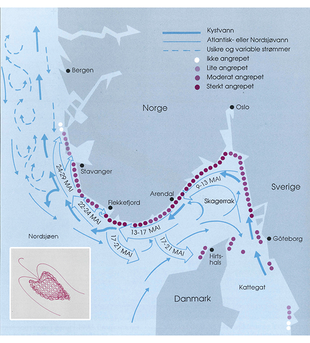 Figur 3.8 Utbredelsesområdet for algeoppblomstringen. Tegning av algen er innfelt.